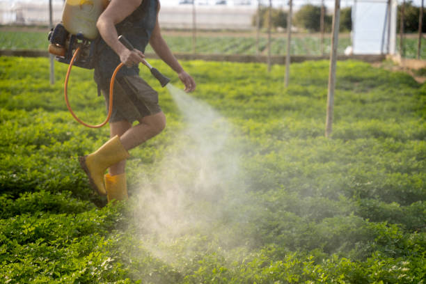 Wasp Removal Services in Spencerville, MD