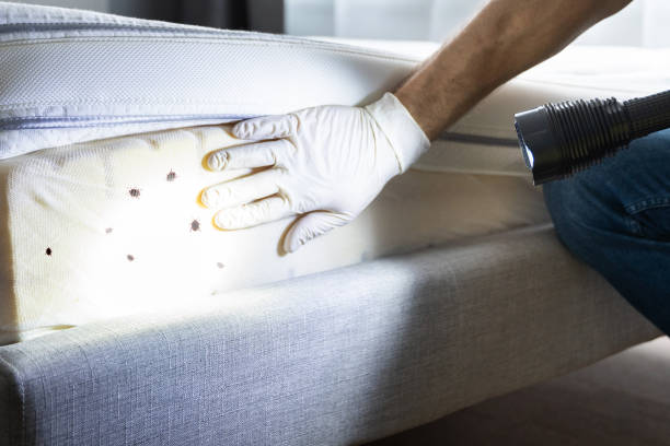 Best Wasp Removal Services  in Spencerville, MD