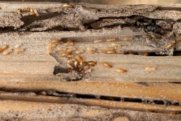 Best Commercial Pest Control Services  in Spencerville, MD